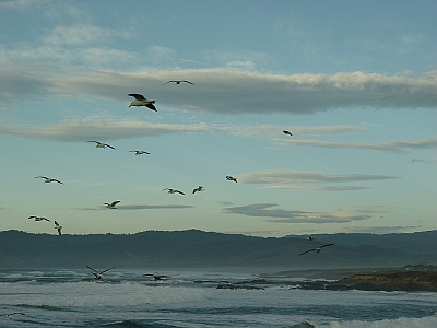 Mendocino Coast